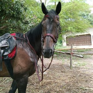 Leather Bridle
