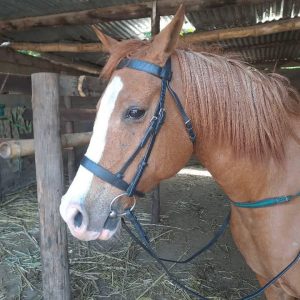 Bridle with Reins